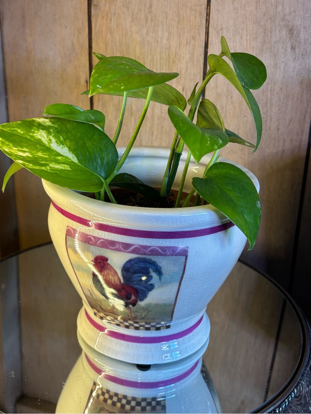 Cream Ceramic Rooster Planter with Pink Accents - Picture 12 of 13
